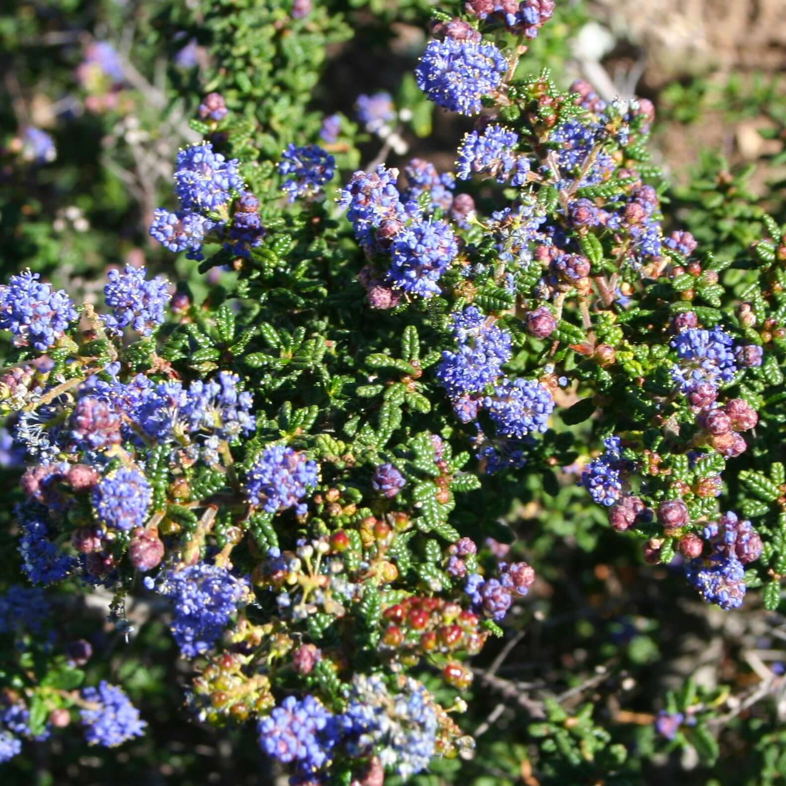 Ceanothus 'Dark Star' (7920912171263)