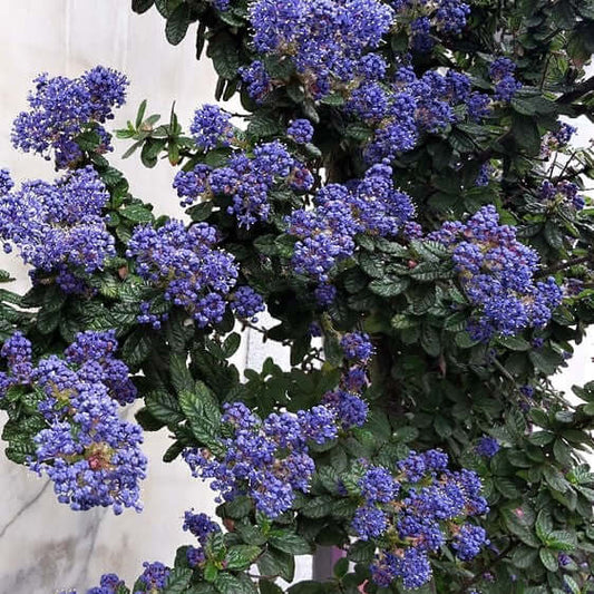 Ceanothus 'Dark Star' (7920912171263)