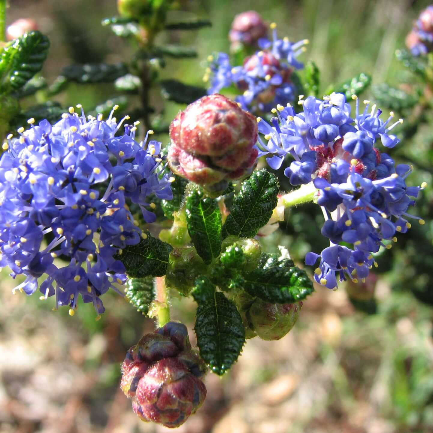 Ceanothus 'Dark Star' (7920912171263)