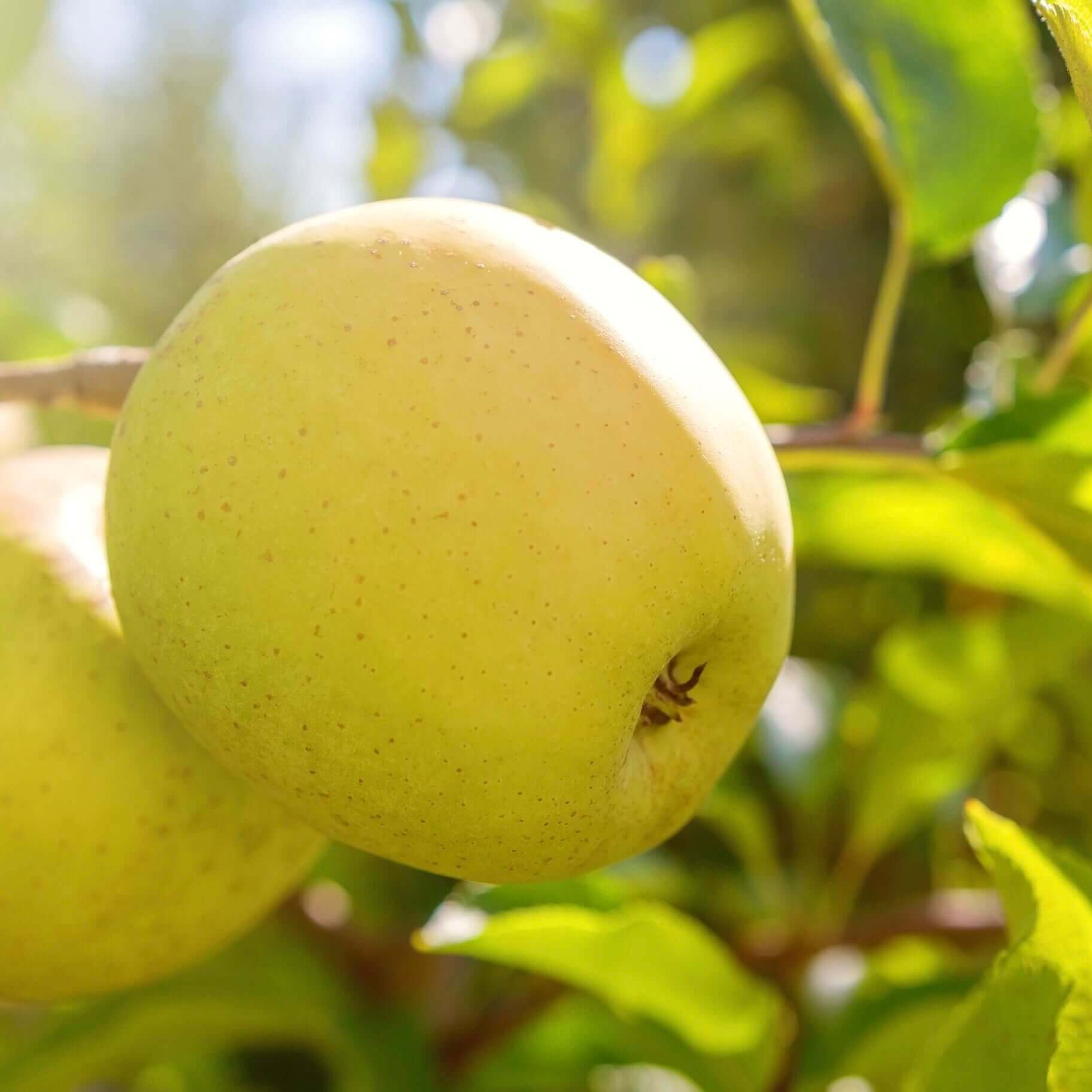 Golden Delicious Large Apple