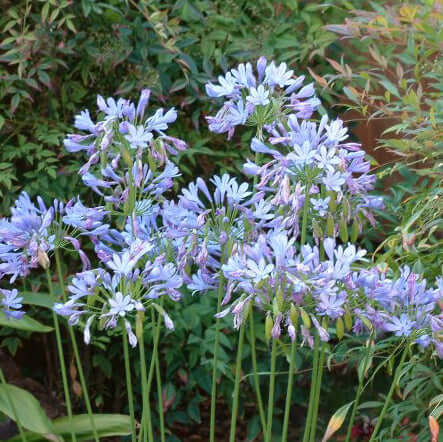 Dwarf Blue Lily of the Nile (7889476288767)