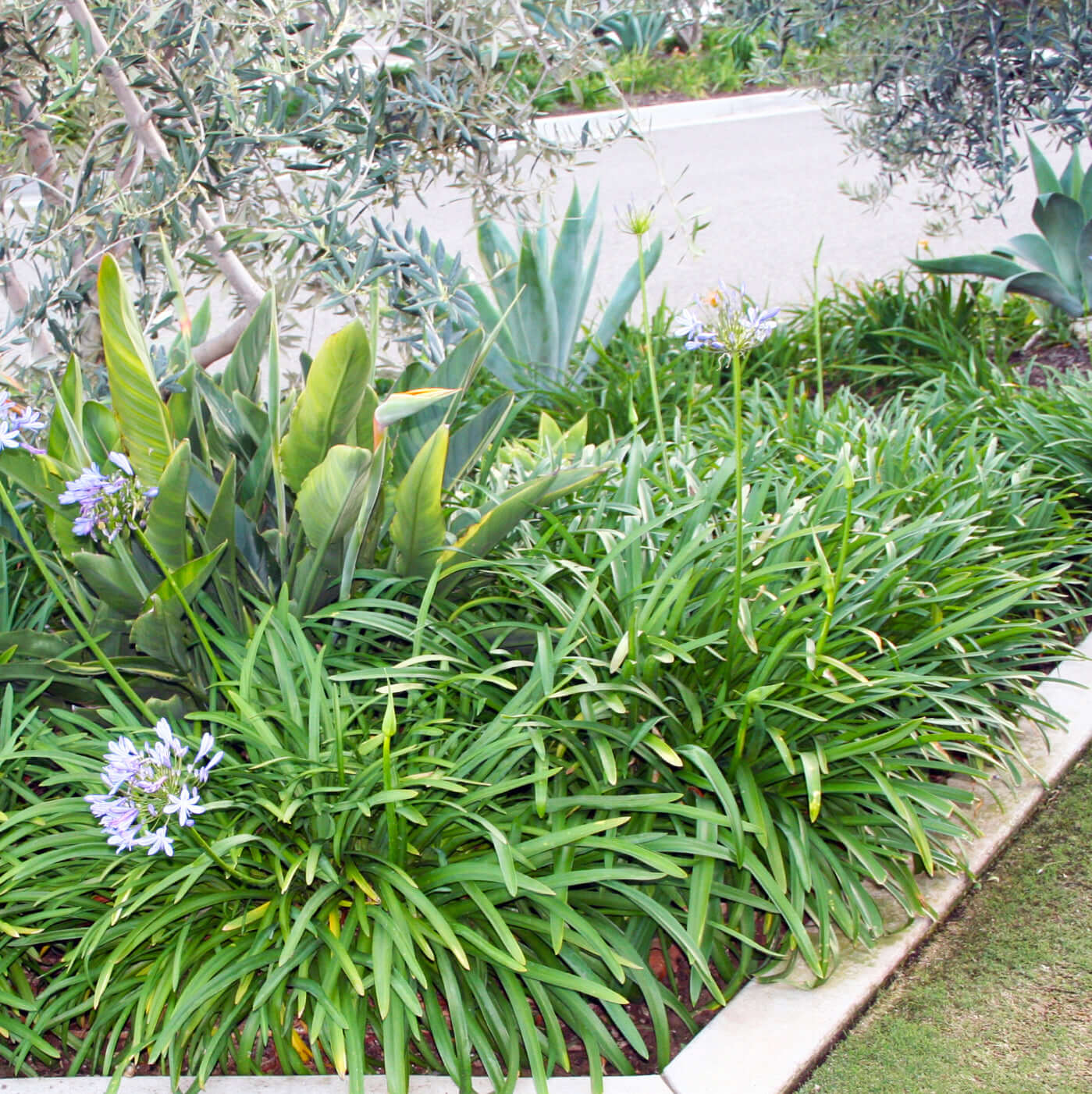Dwarf Blue Lily of the Nile (7889476288767)