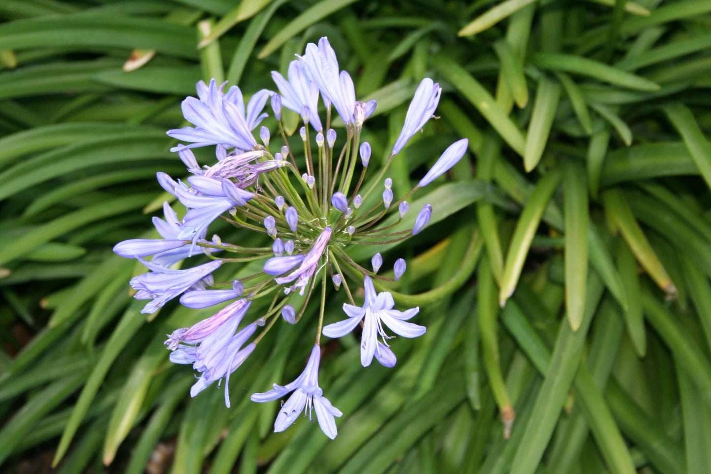 Dwarf Blue Lily of the Nile (7889476288767)