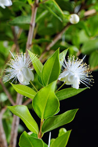 Myrtus communis (7823952150783)