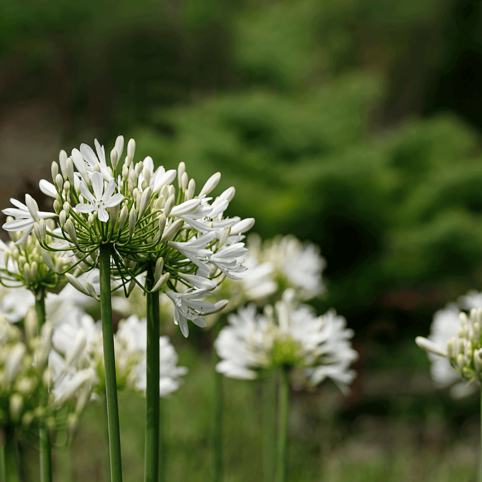 Dwarf White Lily of the Nile (7889470357759)