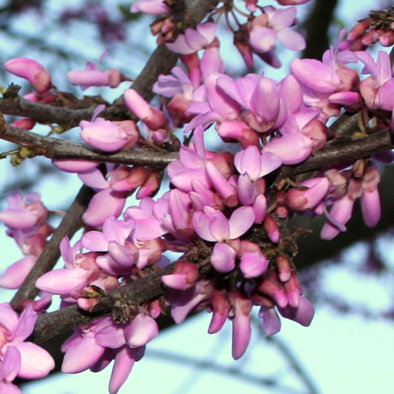 Eastern Redbud Multi Tree (7920912269567)