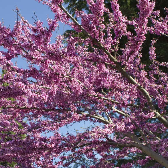 Eastern Redbud Multi Tree (7920912269567)