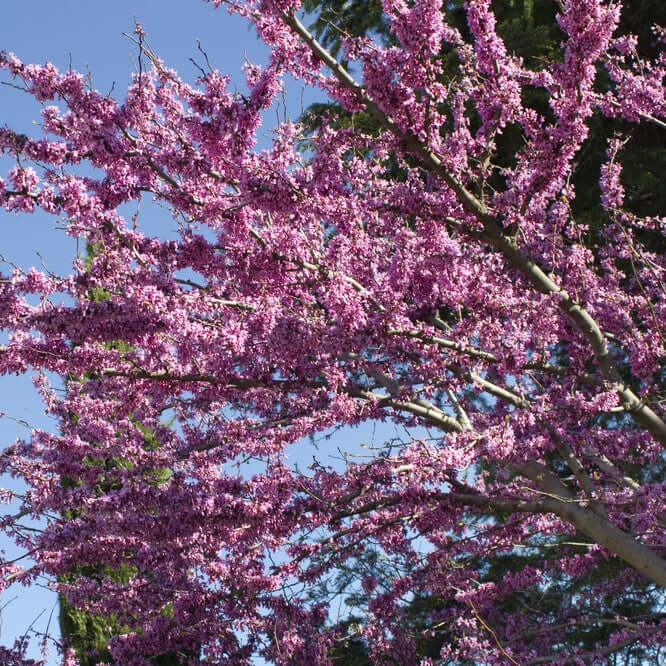 Eastern Redbud Tree (7920912138495)