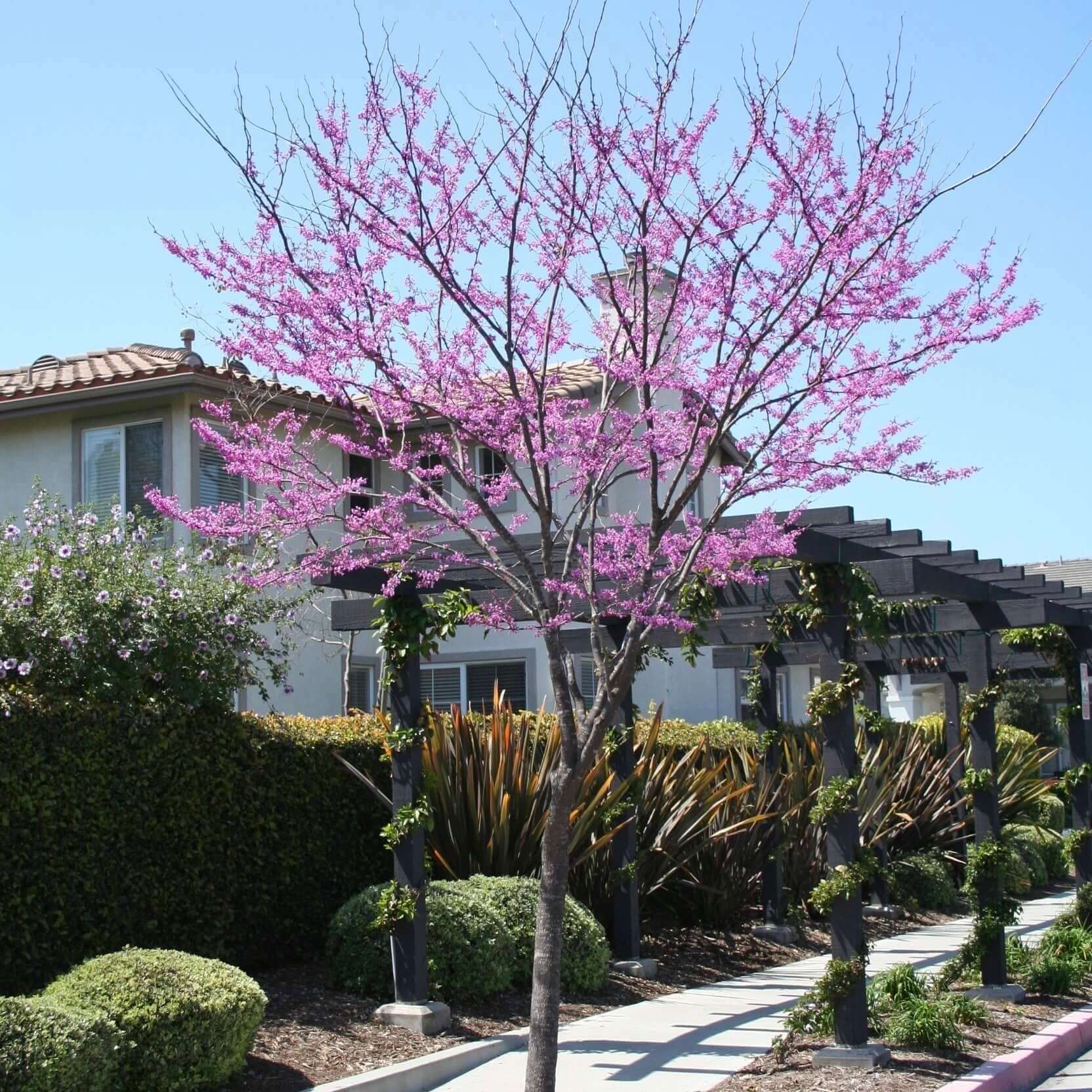 Eastern Redbud Tree (7920912138495)