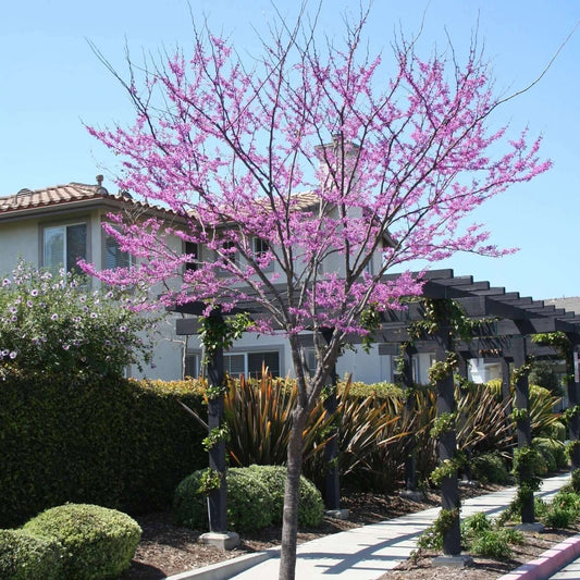 Eastern Redbud Tree (7920912138495)