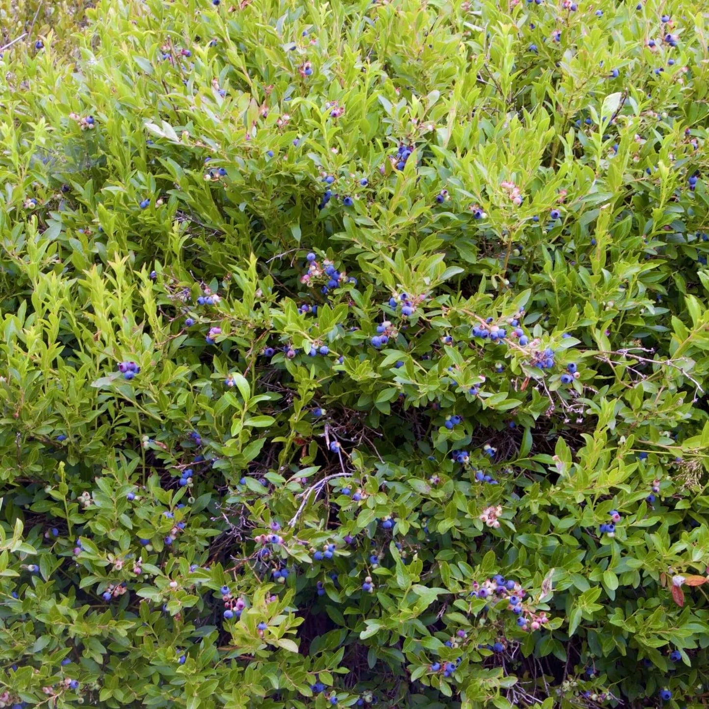 Misty Blueberry Bush (7863715496191)