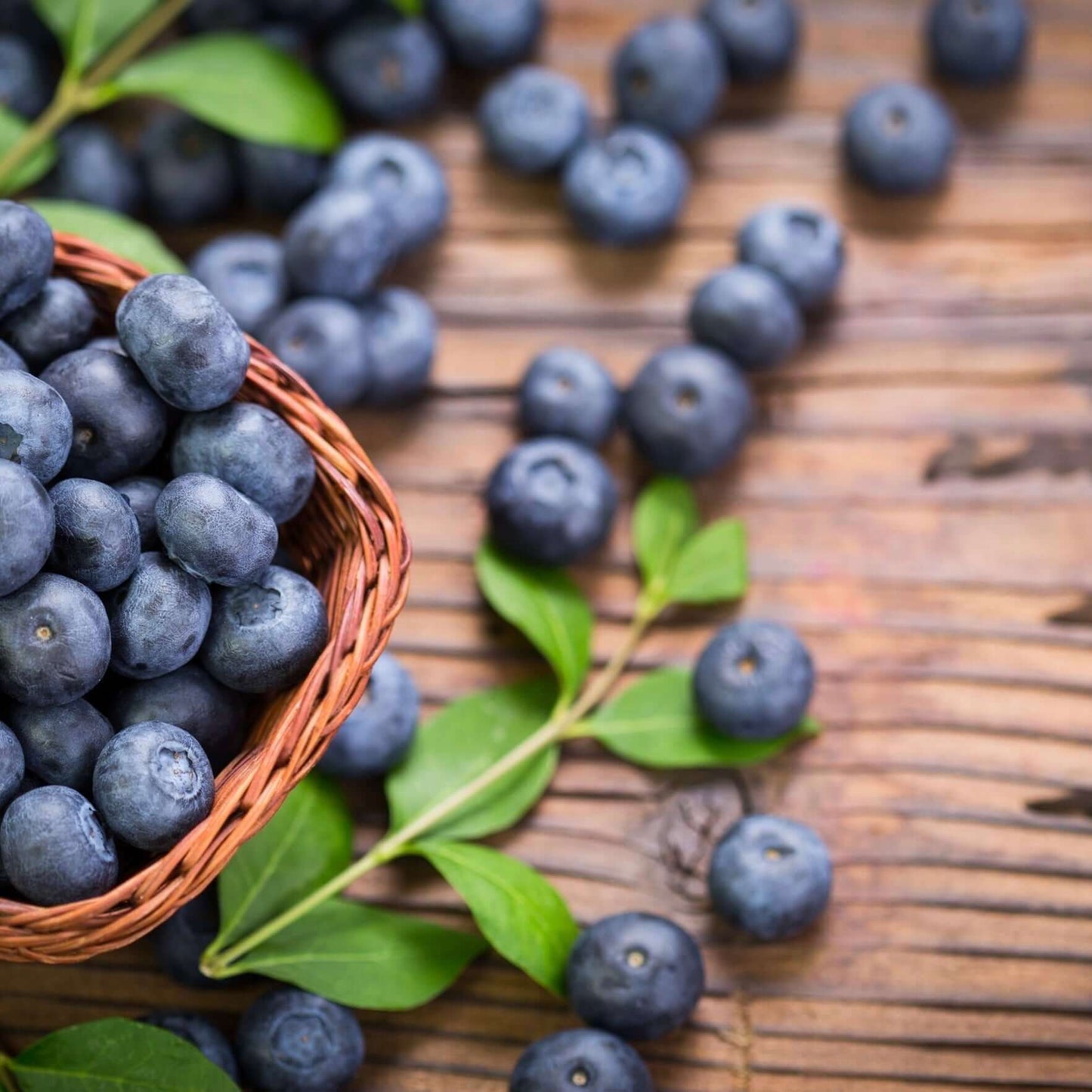 Emerald Blueberry Bush (7863715594495)