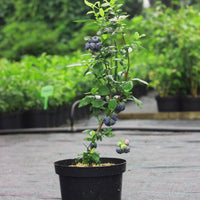 Emerald Blueberry Bush (7863715594495)