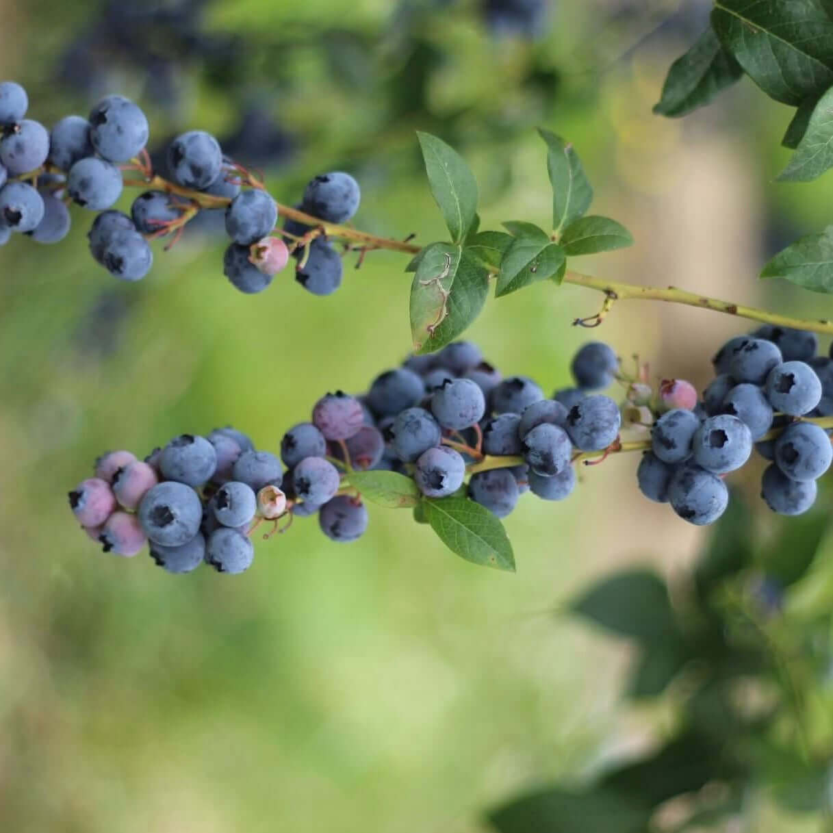 Emerald Blueberry Bush (7863715594495)