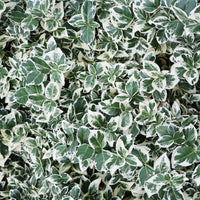 Emerald Gaiety Wintercreeper (7931568292095)
