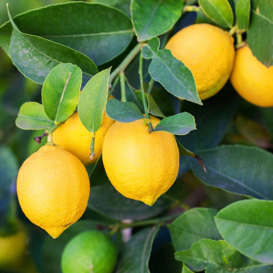 Eureka Lemon (7863713169663)