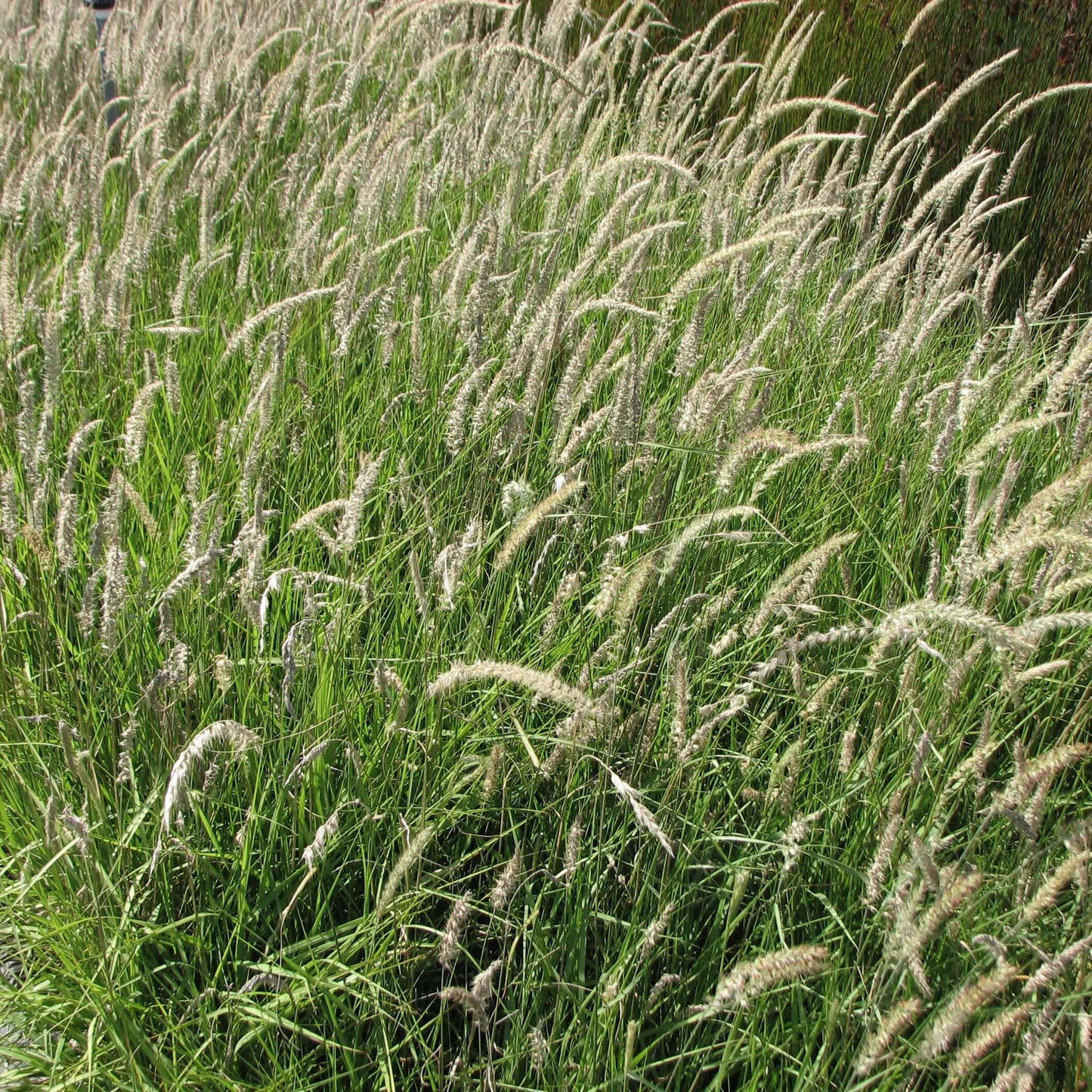 Pennisetum 'Fairy Tails' (Cenchrus) (7994782875903)