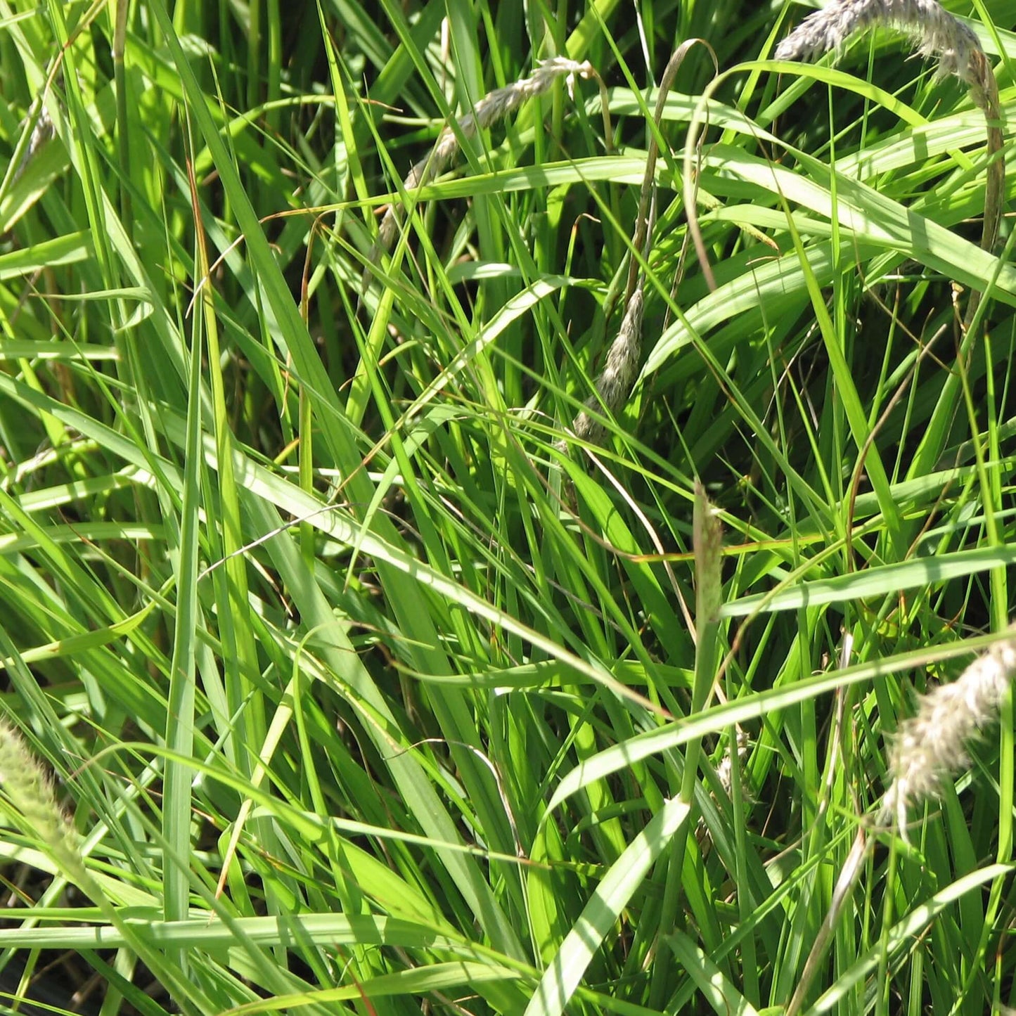 Pennisetum 'Fairy Tails' (Cenchrus) (7994782875903)