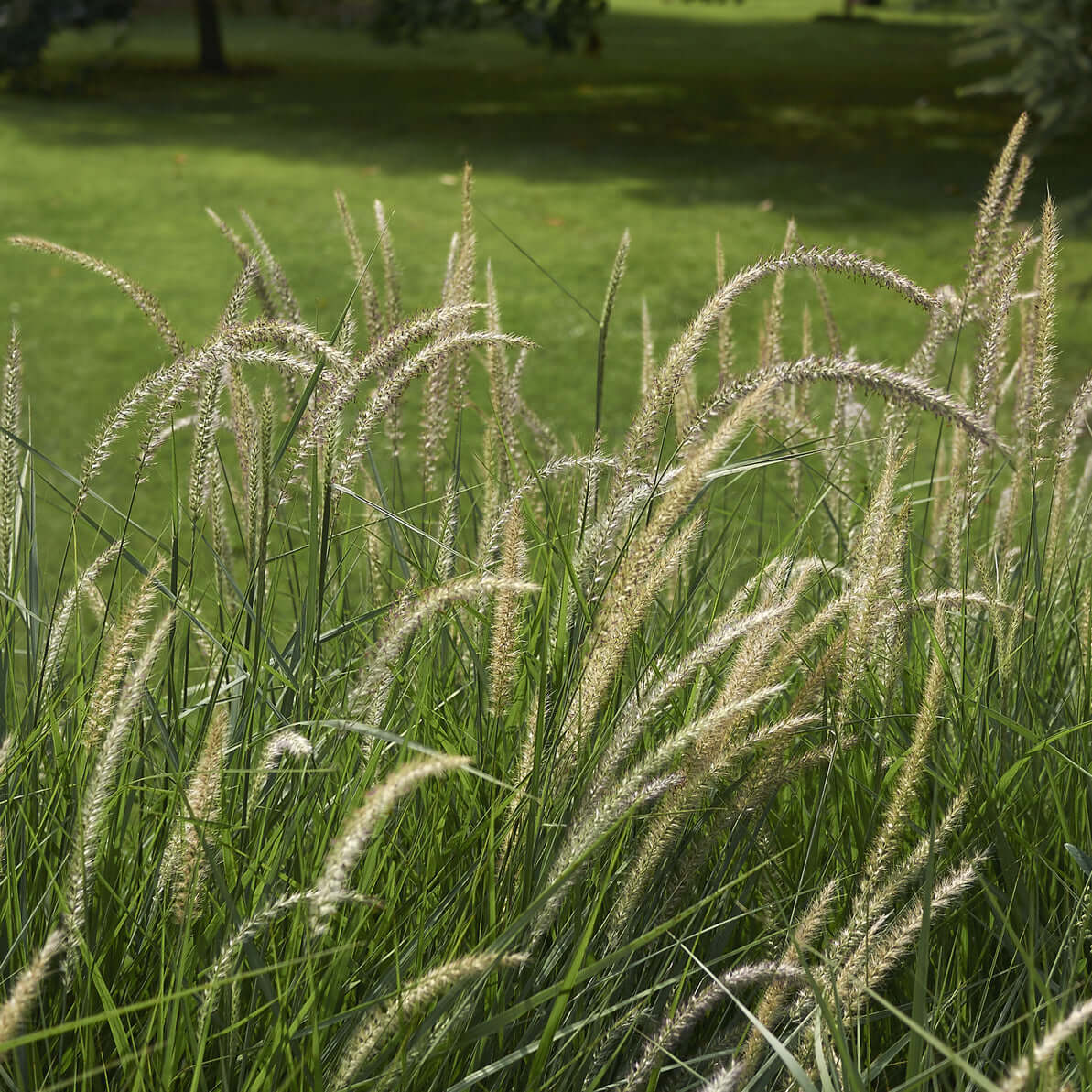 Pennisetum 'Fairy Tails' (Cenchrus) (7994782875903)