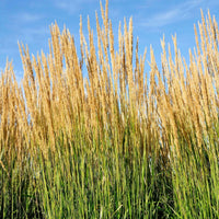 'Karl Foerster' Feather Reed Grass (7890869420287)