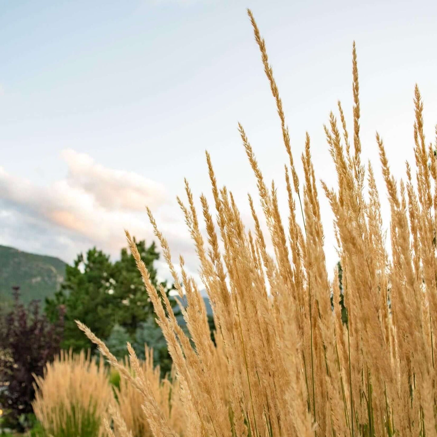 'Karl Foerster' Feather Reed Grass (7890869420287)