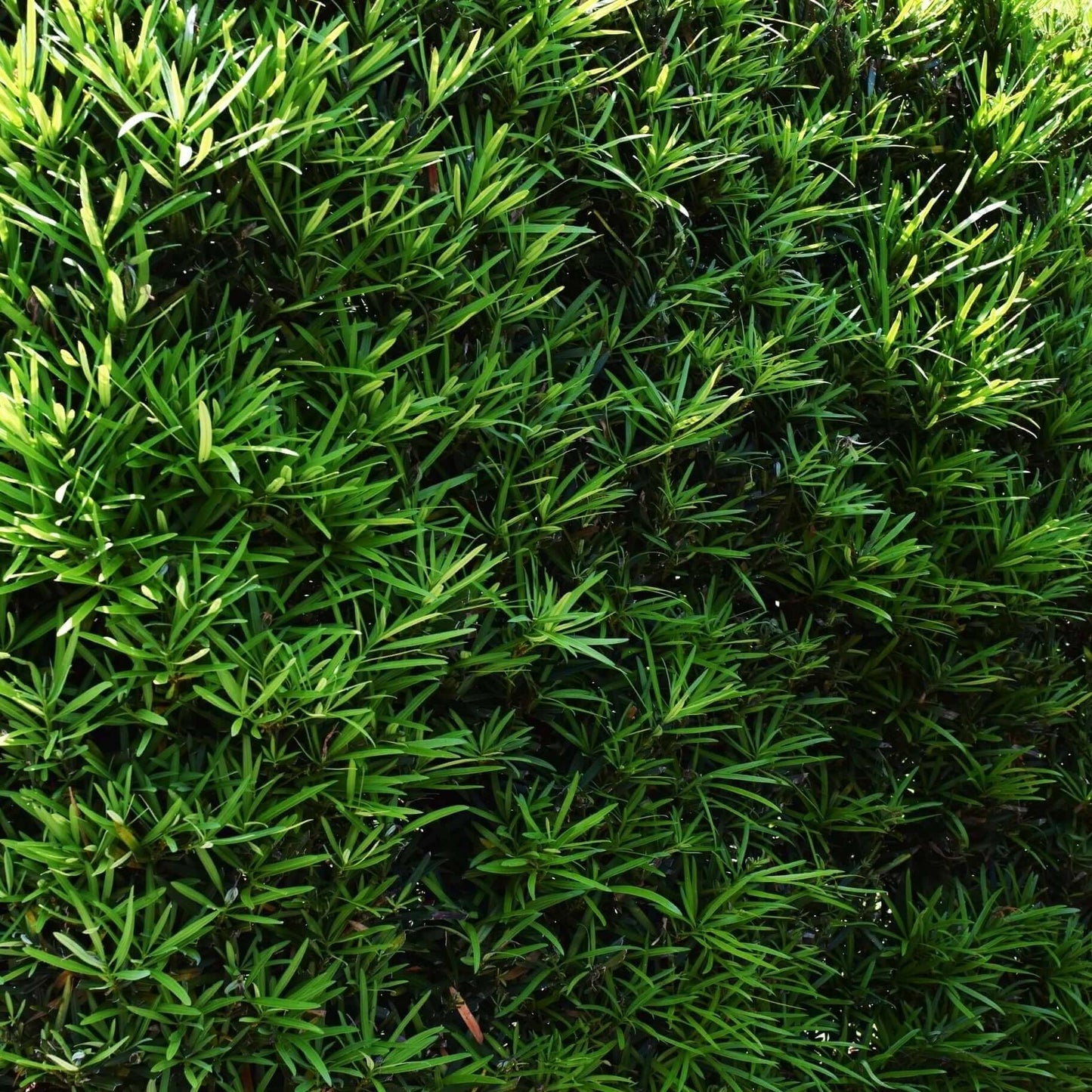 Podocarpus hedge