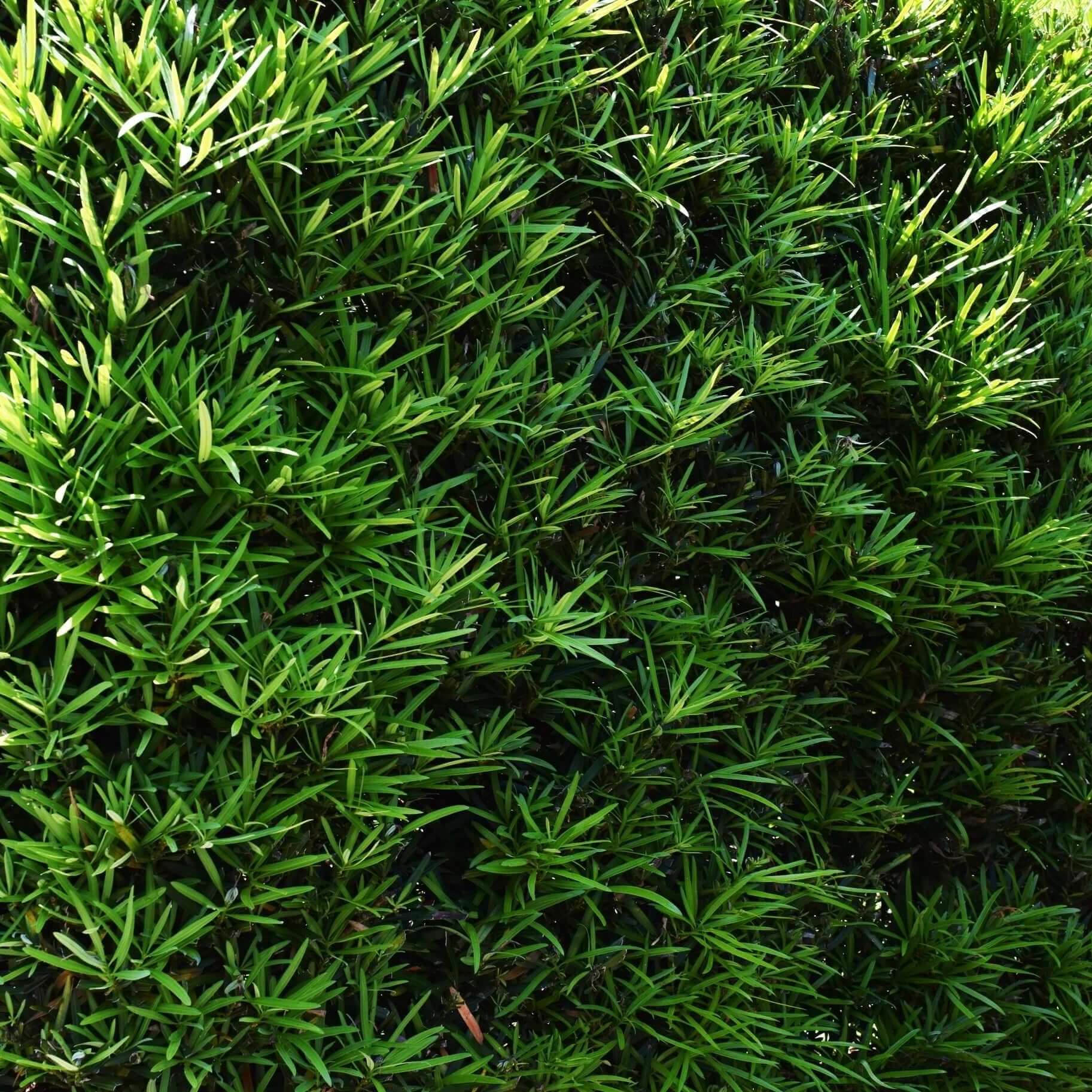 Podocarpus hedge