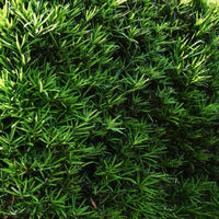 Podocarpus hedge