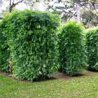 Podocarpus hedge (7823952707839)