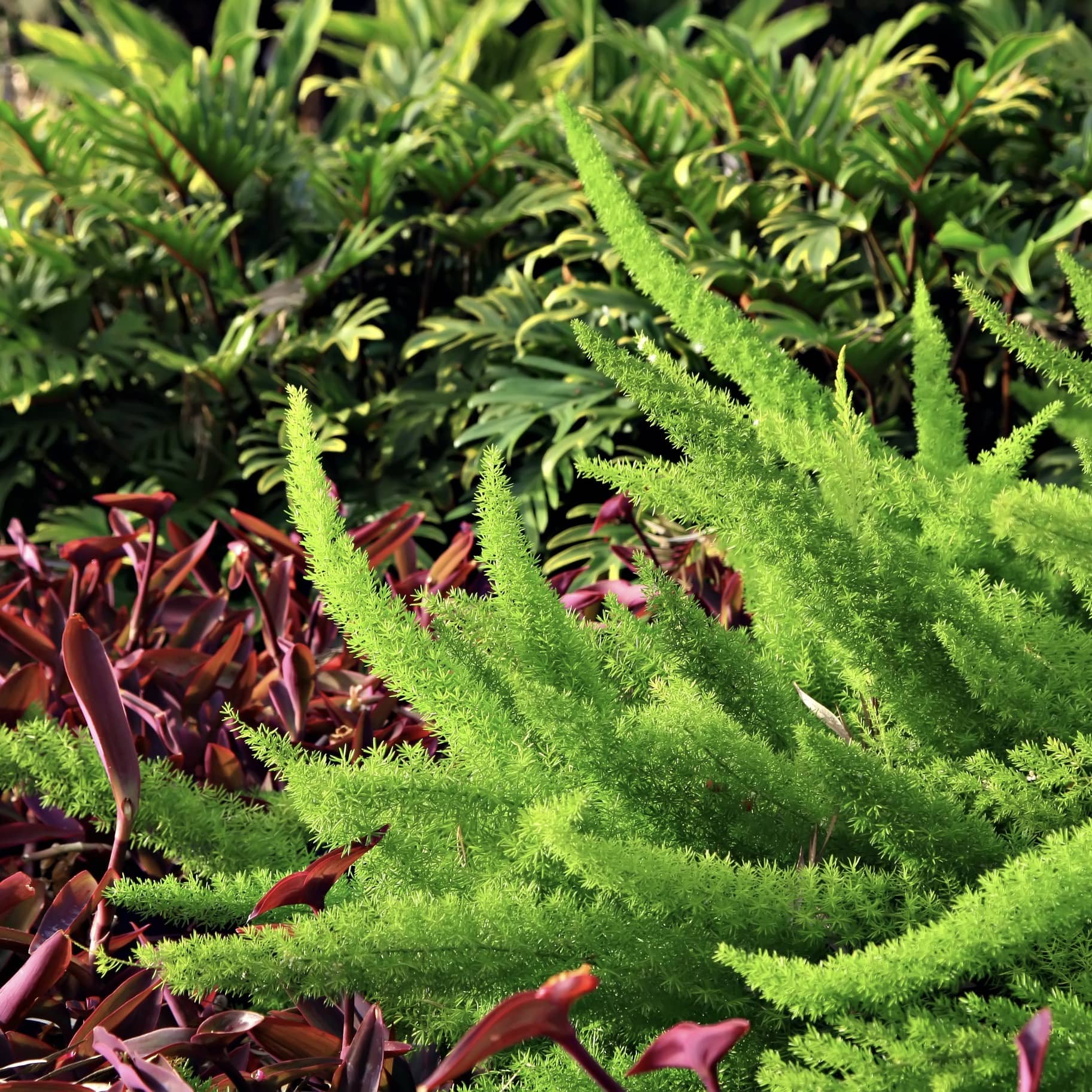 Foxtail Fern (7823949332735)