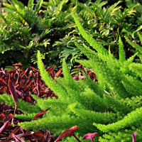 Foxtail Fern (7823949332735)