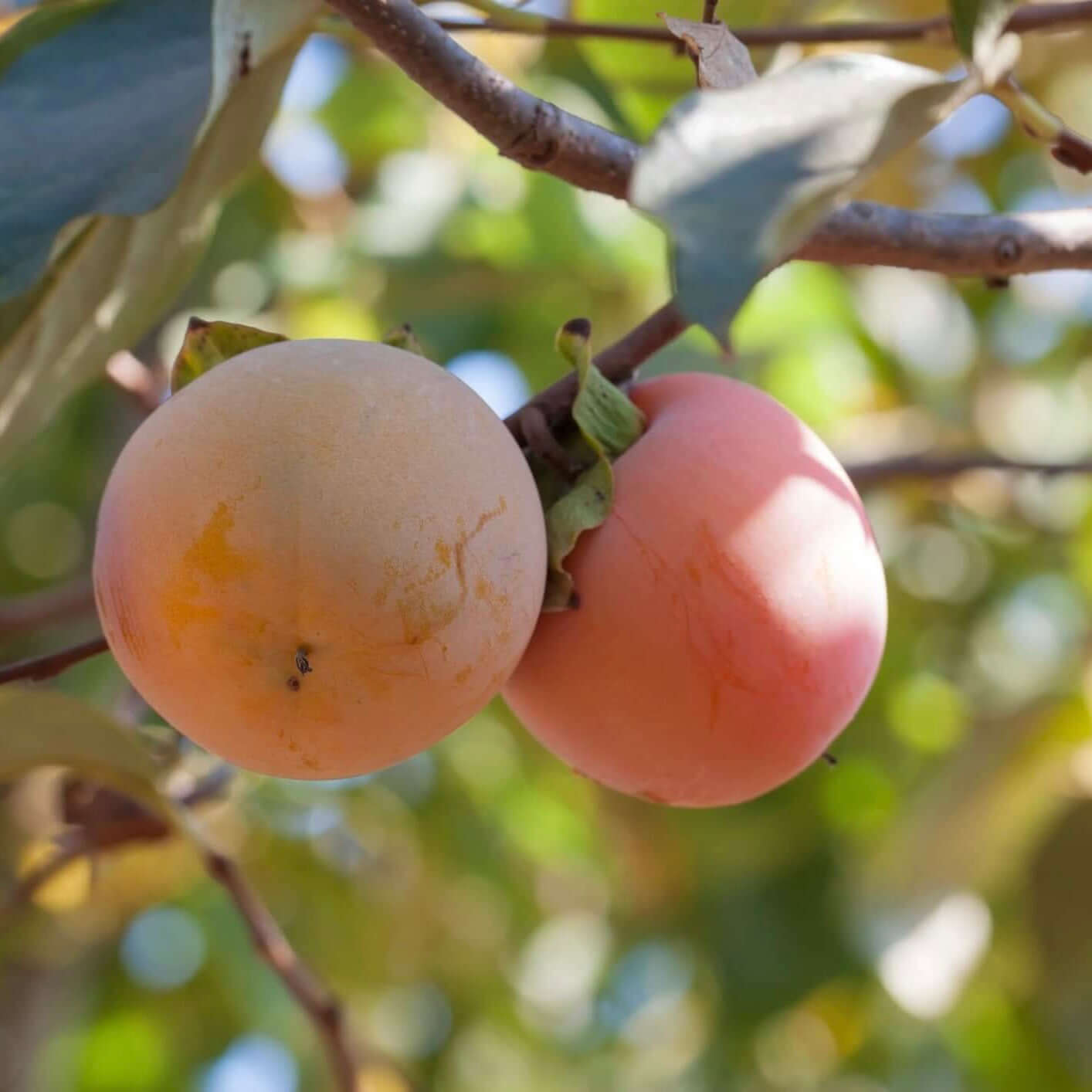 Fuyu Persimmon Tree (7823950807295)