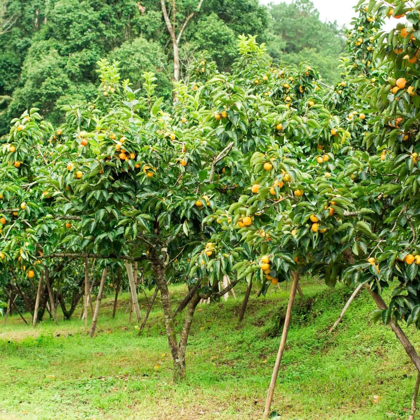 Fuyu Persimmon Tree (7823950807295)