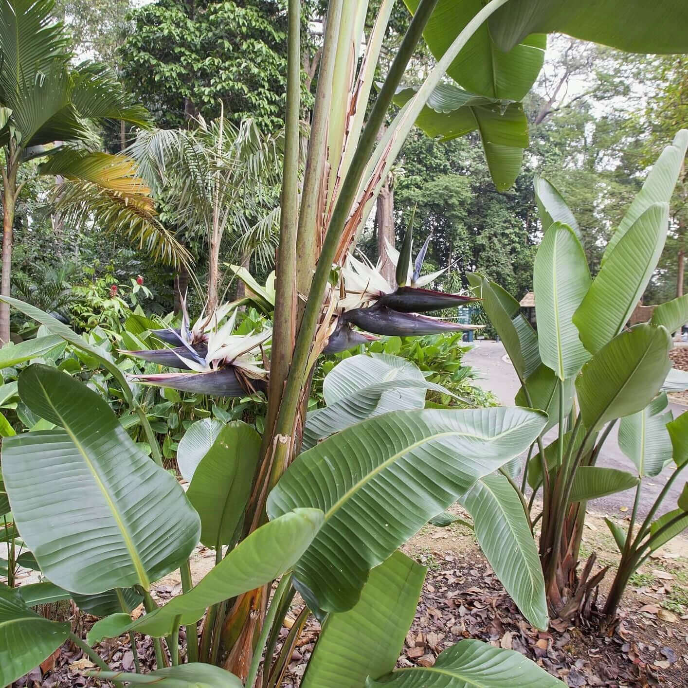 bird of paradise plant indoor or outdoor Giant Bird of Paradise (15 Gal), Evergreen Shrub, Hedges, Strelitzia nicolai