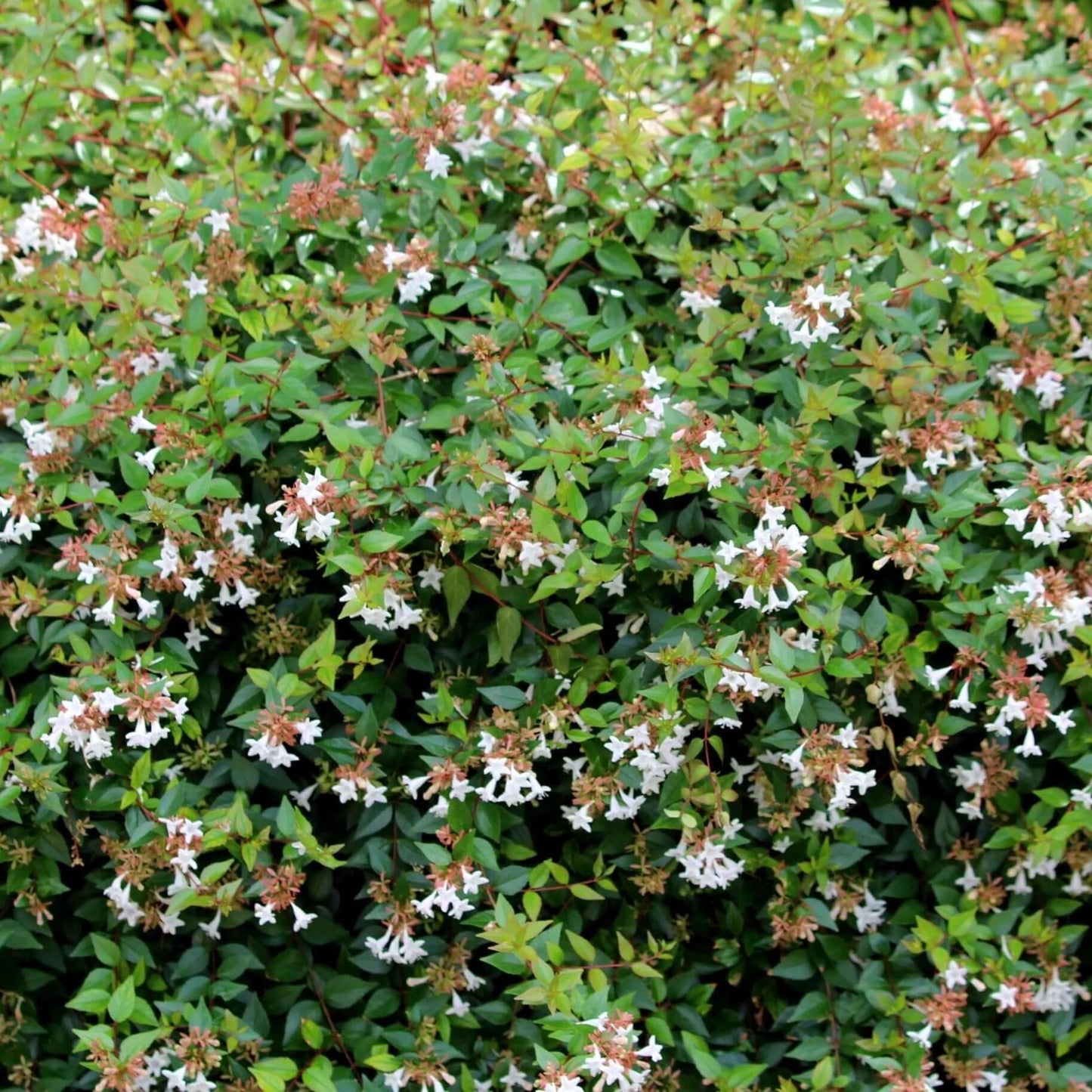 Glossy Abelia (7823948251391)