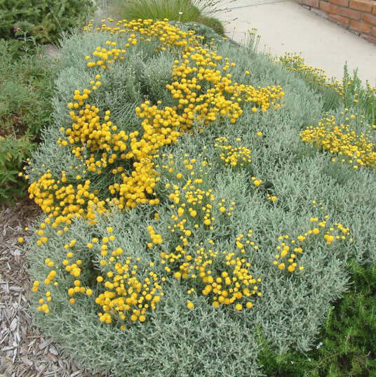 gray lavender cotton plant Gray Lavender Cotton 4-Pack (Santolina Chamaecyparissus) - 1 Gal