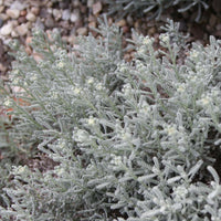 Gray Lavender Cotton (7927859577087)