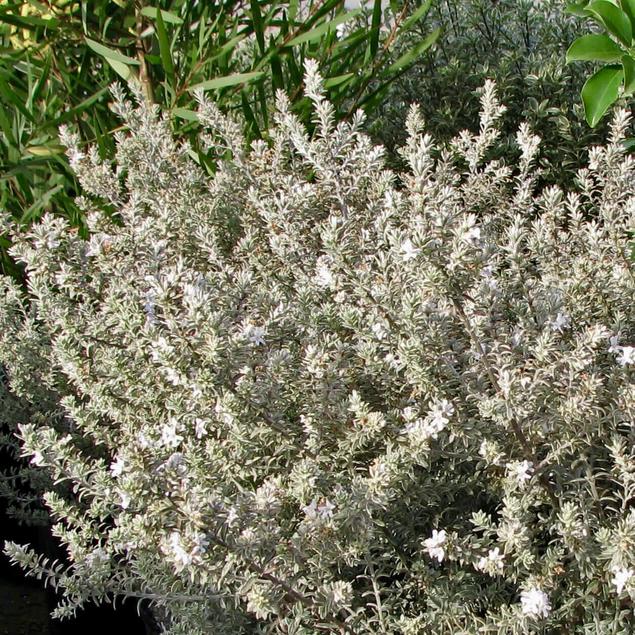 Westringia fruticosa 'Smokey' (Coast Rosemary) (7898285900031)