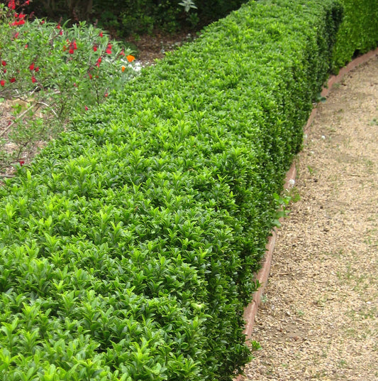 Green Boxleaf Euonymus (7823950283007)