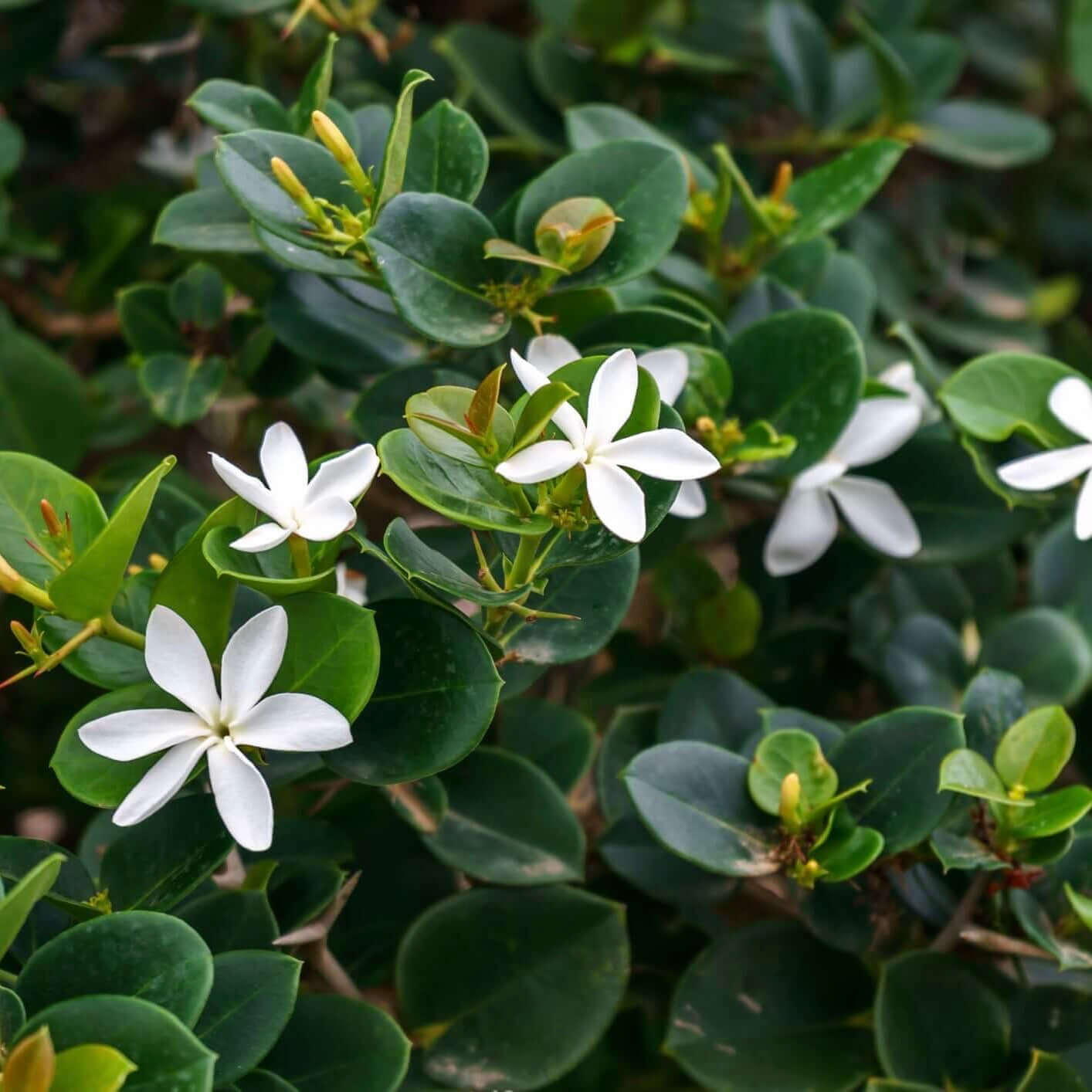 Semi Di PRUGNA DEL NATAL (Carissa Macrocarpa) | 3,00 - Foto 10