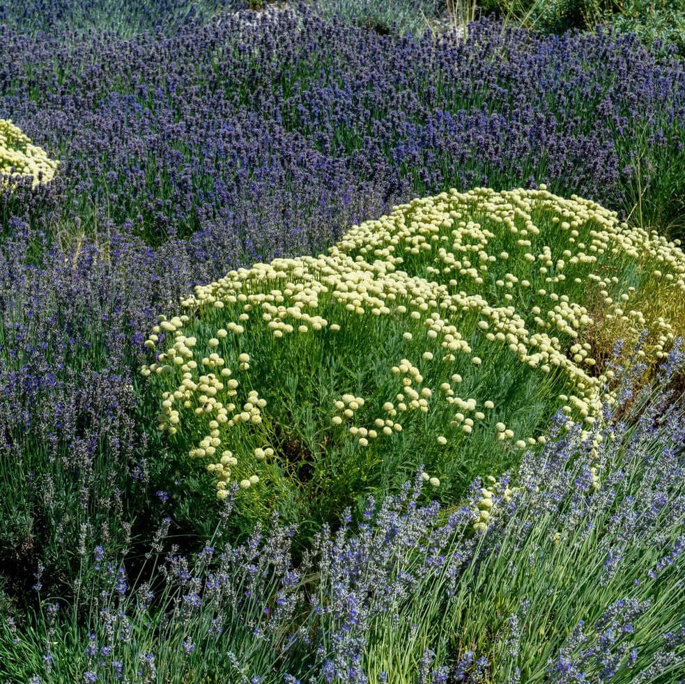 Green Santolina (7927859380479)