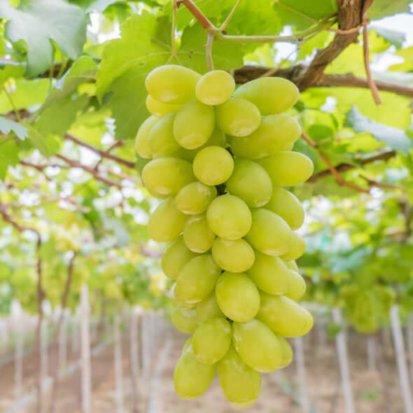 Green Seedless Table Grape (7931568161023)