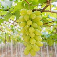 Green Seedless Table Grape (7931568161023)