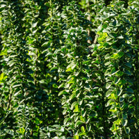 Green Spire Euonymus (7909600755967)