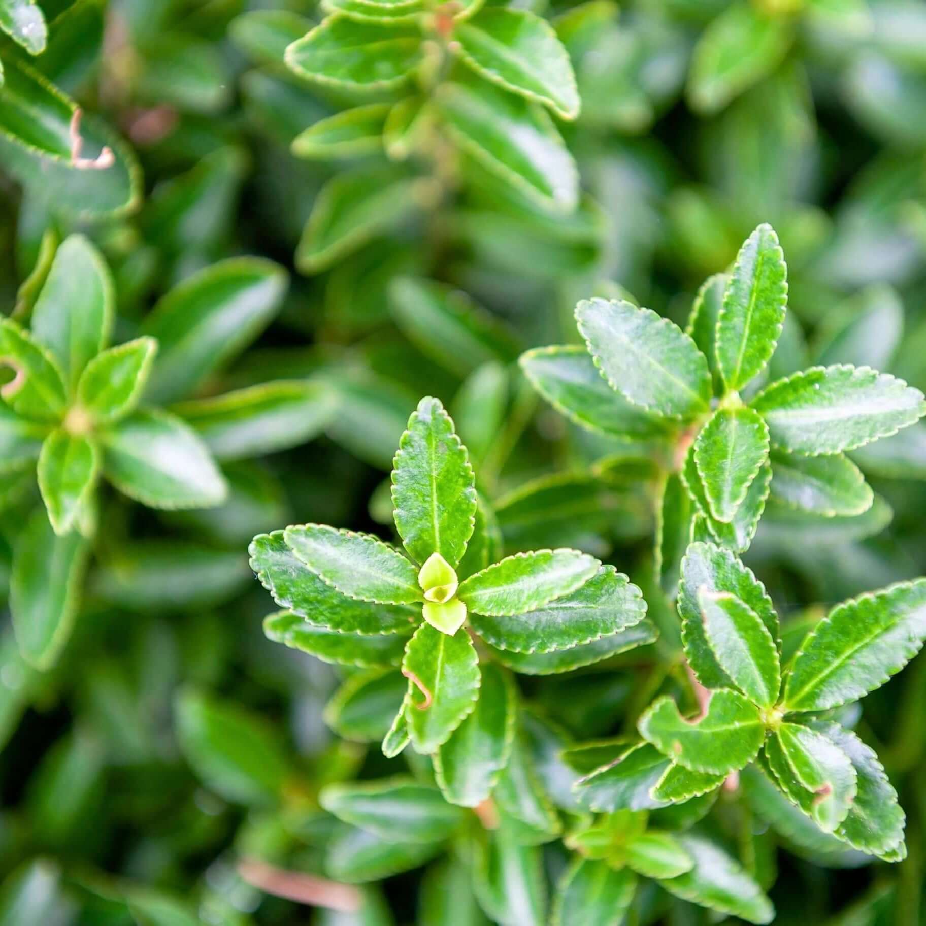 Green Boxleaf Euonymus (7823950283007)