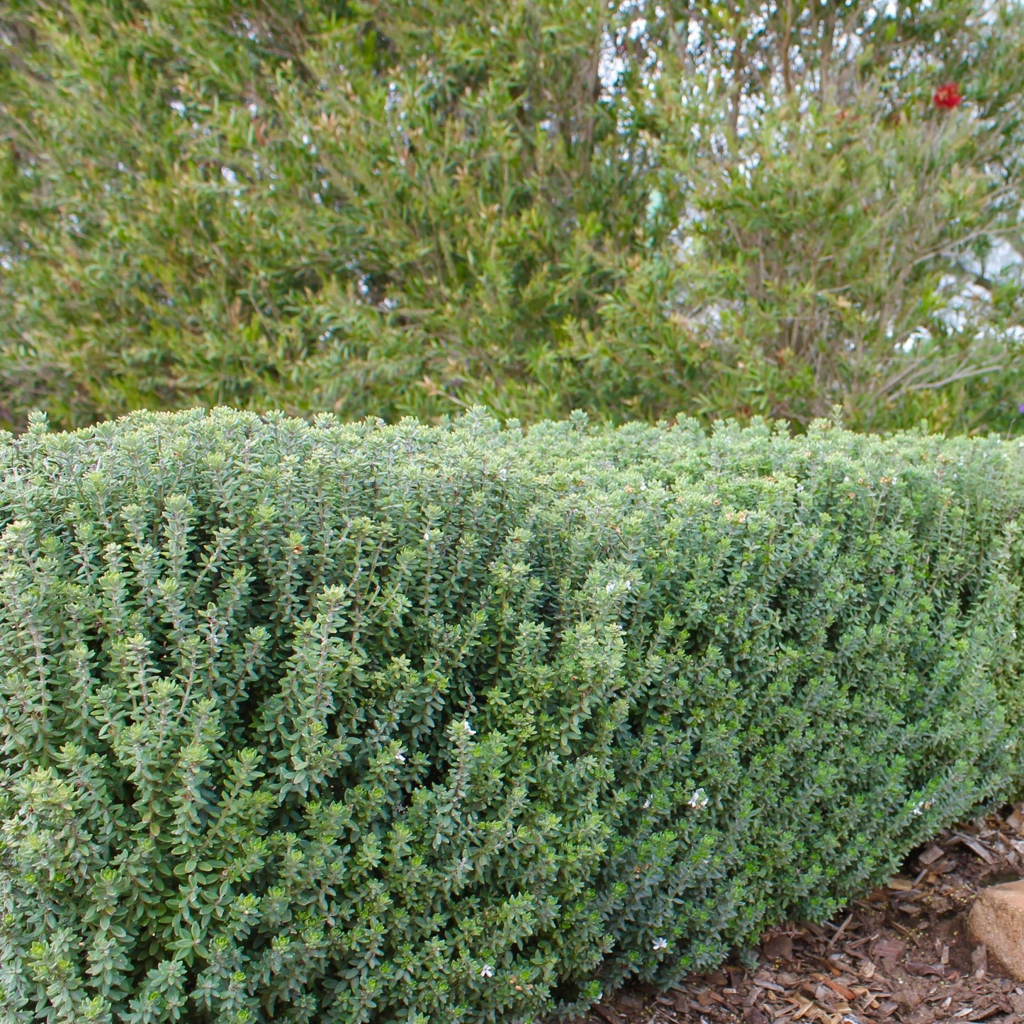 Grey Box Dwarf Coast Rosemary (7898274070783)