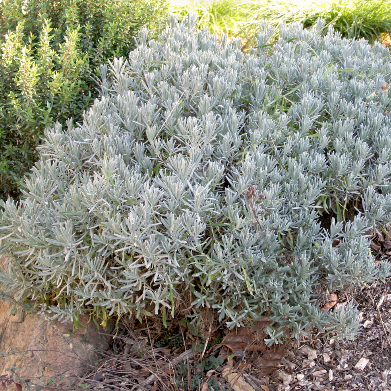 Grosso Lavender (7912524153087)