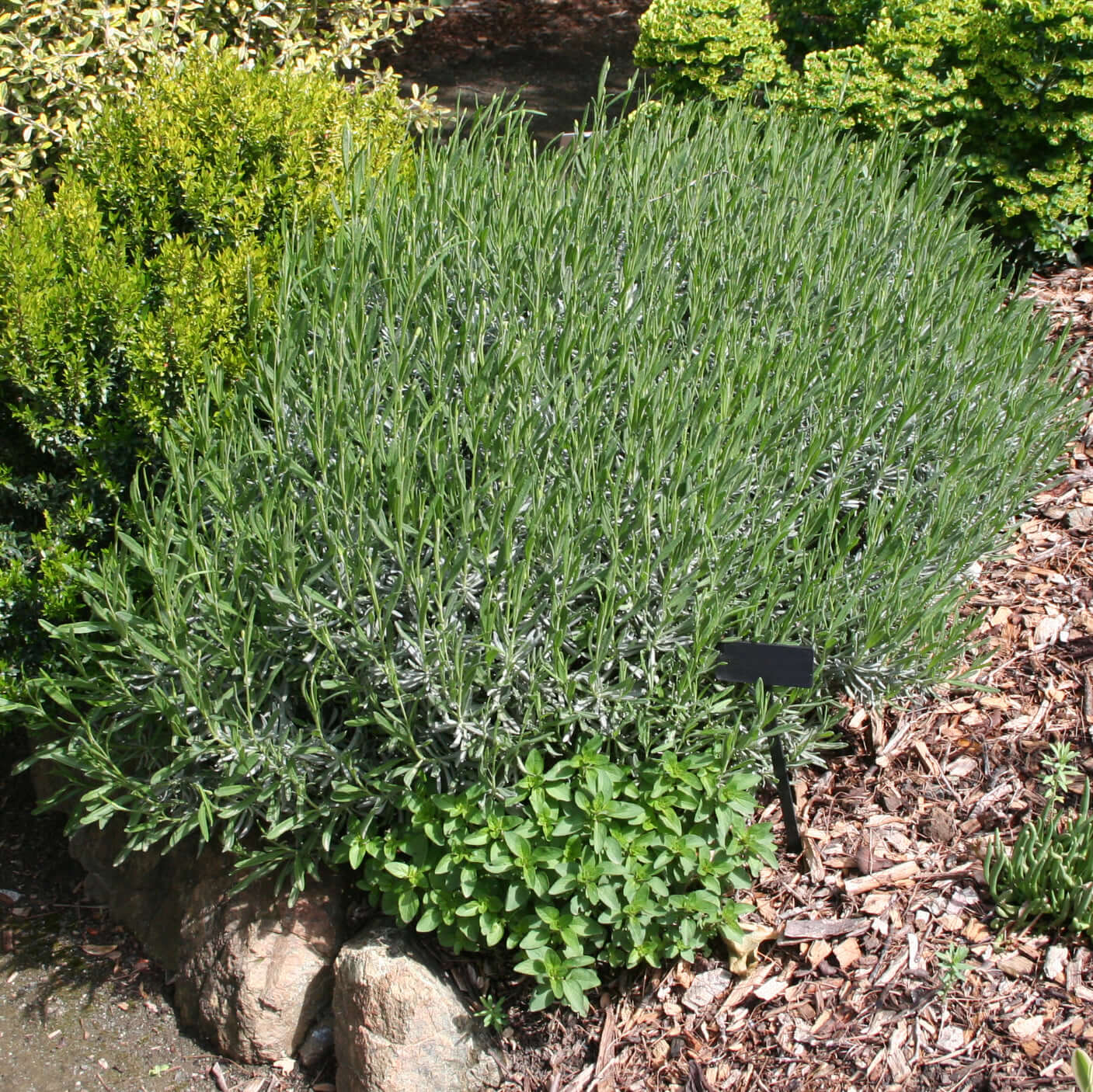 Grosso Lavender (7912524153087)