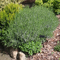 Grosso Lavender (7912524153087)