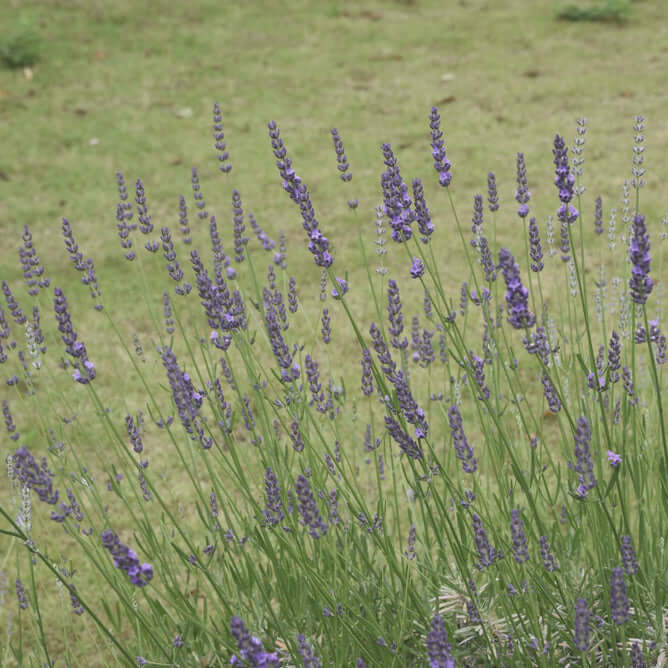 spike lavender plant Grosso Lavender